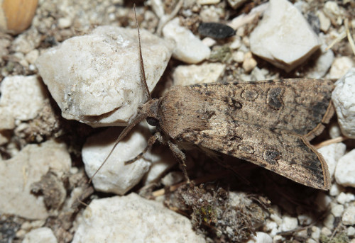 identificazione falena